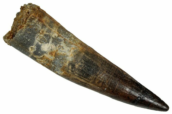 Fossil Spinosaurus Tooth - Real Dinosaur Tooth #355729